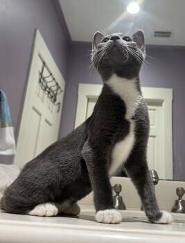 Kate -  Russian Blue and Tuxedo Cat for Adoption in Theodore, Alabama - Kate | PetCurious