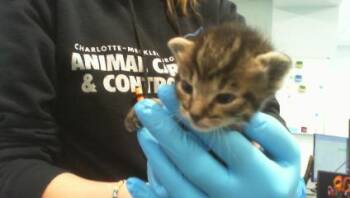 Domestic Short Hair Cats Available for Adoption in Charlotte, North Carolina - KELP | PetCurious