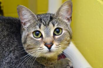 Cali -  Domestic Short Hair and Tiger Cat for Adoption in Sanford, Florida - Cali | PetCurious