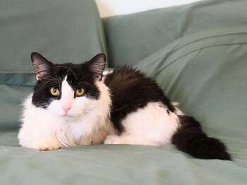 Domestic Long Hair Cats Available for Adoption - Moochie | PetCurious