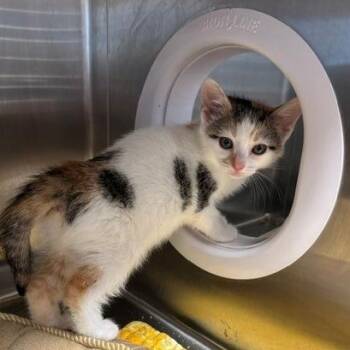 Kaylin -  Domestic Short Hair Cat for Adoption in Horn Lake, Mississippi - Kaylin | PetCurious