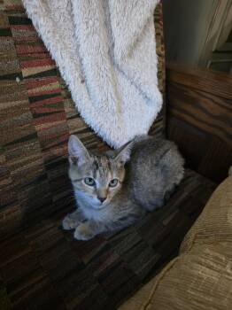 Mary Jane -  Domestic Short Hair Cat for Adoption in Morganton, North Carolina - Mary Jane | PetCurious