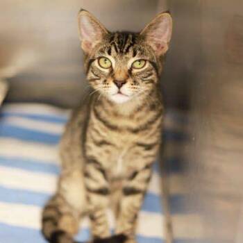 Cecil -  Domestic Short Hair Cat for Adoption in Atlanta, Georgia - Cecil | PetCurious