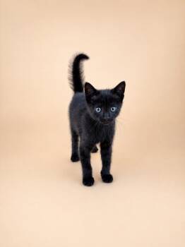 Chester -  Domestic Short Hair Cat for Adoption in Dahlonega, Georgia - Chester | PetCurious