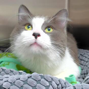 Calvin -  Domestic Medium Hair Cat for Adoption in Michigan City, Indiana - Calvin | PetCurious