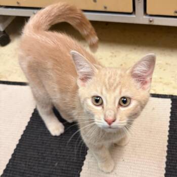 Ginger - Butler Campus! -  Domestic Short Hair Cat for Adoption in Flagstaff, Arizona - Ginger - Butler Campus! | PetCurious