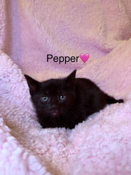 Domestic Short Hair Cats Available for Adoption in Copley, Ohio - Pepper | PetCurious