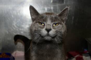 RUFUS -  Domestic Short Hair Cat Available for Adoption in Brazil, Indiana - RUFUS | PetCurious