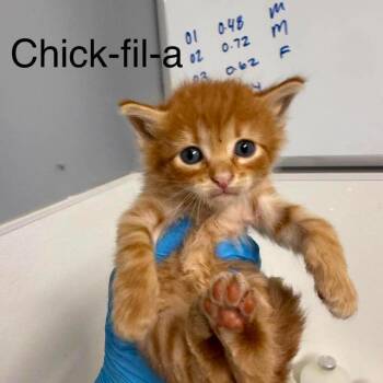 Chick fil-a -  American Shorthair Cat for Adoption in Spring Hill, Kansas - Chick Fil-a | PetCurious