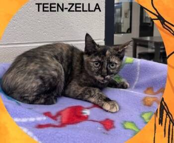 Rescue Domestic Short Hair Cats for Adoption in Dalton, Georgia - Zella | PetCurious