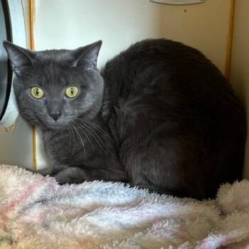 Russian Blue Cats Available for Adoption - Blue | PetCurious