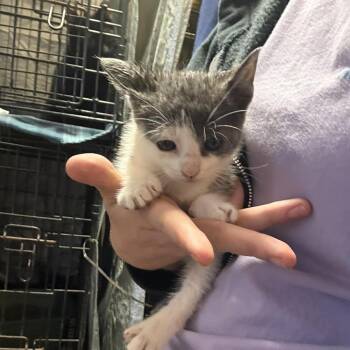 Heathcliff -  Domestic Short Hair Cat for Adoption in Stephenville, Texas - Heathcliff | PetCurious