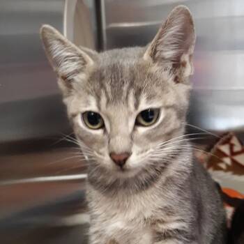 Humble -  Domestic Short Hair Cat for Adoption in Spokane, Washington - Humble | PetCurious