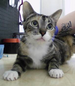 Princess -  Domestic Short Hair Cat for Adoption in Dayton, Minnesota - Princess | PetCurious