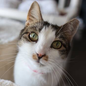 Rescue Domestic Short Hair Cats for Adoption in Buffalo, New York - Frappe | PetCurious