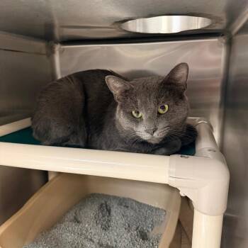 Picklesworth -  Domestic Short Hair Cat for Adoption in Indianapolis, Indiana - Picklesworth | PetCurious