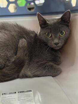 A071893 -  Domestic Short Hair Cat for Adoption in Aliquippa, Pennsylvania - A071893 | PetCurious