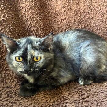Parton -  Domestic Short Hair Cat for Adoption in Kerrville, Texas - Parton | PetCurious