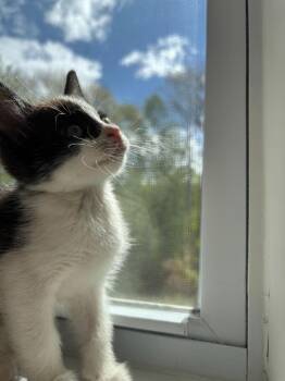 2026-41 Stella Artois - in foster -  Domestic Short Hair Cat for Adoption in Windsor, Connecticut - 2026-41 Stella Artois - In Foster | PetCurious