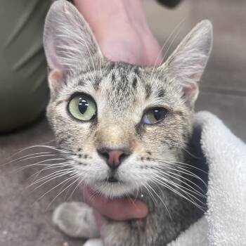 Cheeky Mac -  Domestic Short Hair Cat Available for Adoption in Chattanooga, Tennessee - Cheeky Mac | PetCurious