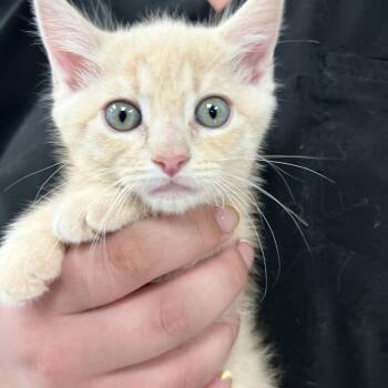 Sandcastle -  Domestic Short Hair Cat for Adoption in Bear, Delaware - Sandcastle | PetCurious