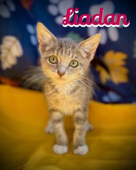 Rescue Tabby and Domestic Short Hair Cats for Adoption in Pleasanton, Texas - Liadan | PetCurious