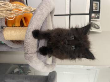 Stellaluna -  Domestic Long Hair Cat for Adoption in Long Beach, California - Stellaluna | PetCurious