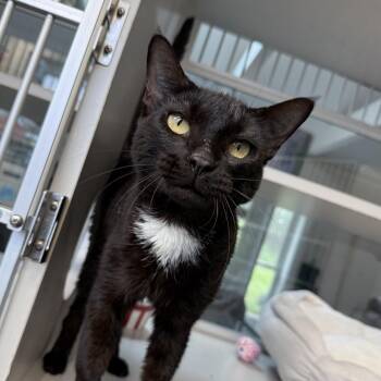 Lilly -  Domestic Short Hair Cat for Adoption in West Milford, New Jersey - Lilly | PetCurious