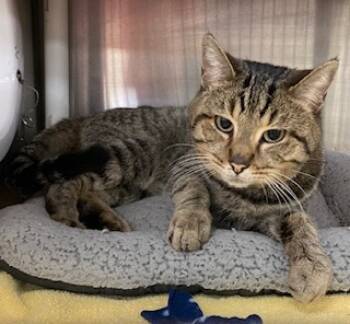 Rescue Domestic Short Hair Cats for Adoption in Cincinnati, Ohio - Beefaroni | PetCurious