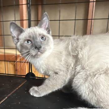 Doris -  Domestic Short Hair Cat for Adoption in Springdale, Arkansas - Doris | PetCurious