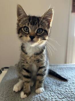 Lewis 2 -  Domestic Short Hair Cat for Adoption in Arthur, Ontario - Lewis 2 | PetCurious