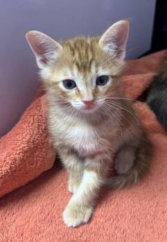 61487848 -  Domestic Short Hair Cat for Adoption in El Paso, Texas - 61487848 | PetCurious