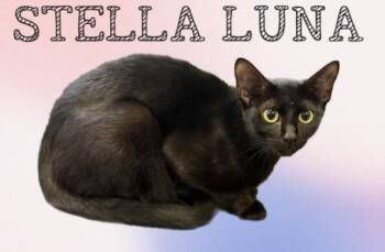 STELLA LUNA -  Domestic Short Hair Cat for Adoption in Sarasota, Florida - STELLA LUNA | PetCurious