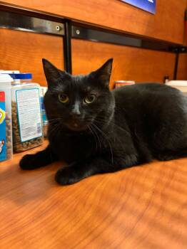 Raven -  Domestic Short Hair Cat for Adoption in Burnaby, British Columbia - Raven | PetCurious