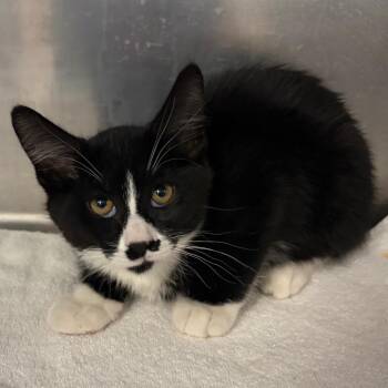 Domestic Short Hair Cats Available for Adoption - Prickly Pear | PetCurious