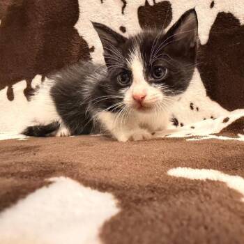 Lamborghini -  Domestic Short Hair Cat for Adoption in Coos Bay, Oregon - Lamborghini | PetCurious