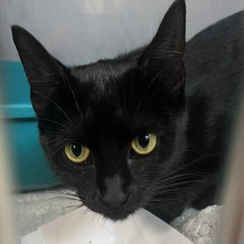 Rescue Domestic Short Hair Cats for Adoption in Hampton Bays, New York - Pancake | PetCurious