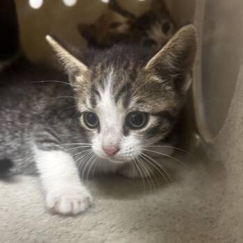 Domestic Short Hair Cats Available for Adoption in Philadelphia, Pennsylvania - Buster | PetCurious