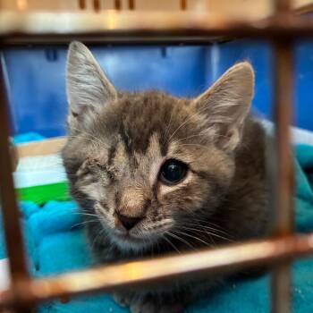 Billie -  Domestic Short Hair Cat for Adoption in St. Helena, California - Billie | PetCurious