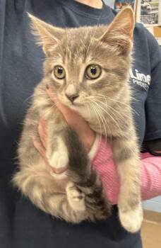 Sherlock -  Domestic Short Hair Cat for Adoption in Chamblee, Georgia - Sherlock | PetCurious