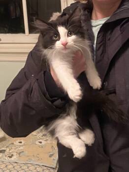 Rescue Domestic Medium Hair Cats for Adoption in Greenwood, Indiana - Tuxy | PetCurious