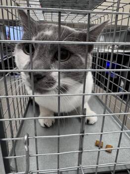 MOO -  Domestic Short Hair Cat for Adoption in Las Vegas, Nevada - MOO | PetCurious