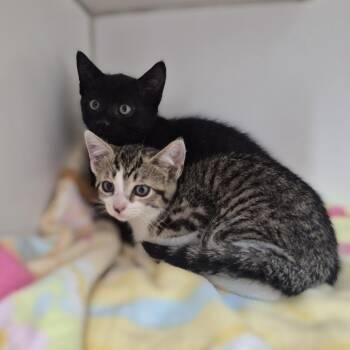 Pawla Abdul -  Domestic Short Hair Cat for Adoption in Newark, New Jersey - Pawla Abdul | PetCurious