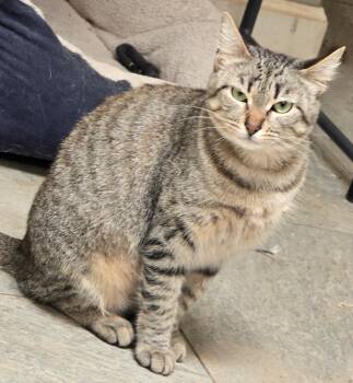Lily -  Tabby Cat for Adoption in Palo Alto, California - Lily | PetCurious