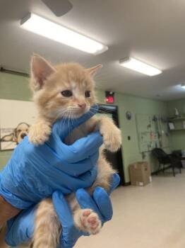 Domestic Short Hair Cats Available for Adoption in Burnsville, North Carolina - Manifold | PetCurious