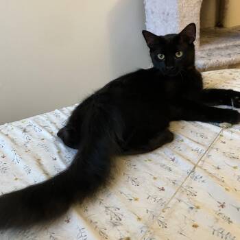 Rescue Domestic Medium Hair Cats for Adoption in Chicago, Illinois - Potato | PetCurious