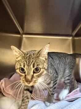 Domestic Short Hair Cats Available for Adoption in San Jose, California - SAM | PetCurious