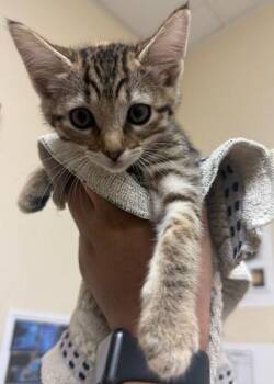 Dot -  Domestic Short Hair Cat for Adoption in Honolulu, Hawaii - Dot | PetCurious