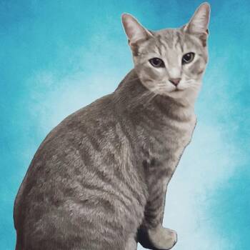 Orlando -  Domestic Short Hair Cat for Adoption in Berkeley Springs, West Virginia - Orlando | PetCurious