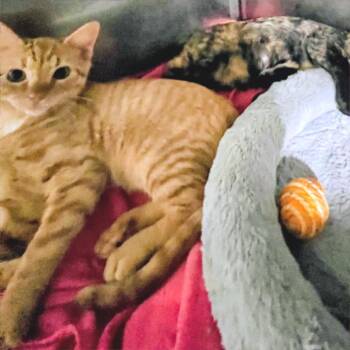 Roy - Honey Bee kitten -  Domestic Short Hair Cat for Adoption in Blairsville, Georgia - Roy - Honey Bee Kitten | PetCurious